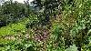 Resiential Lot for Sale in Brgy. Iruhin, Tagaytay